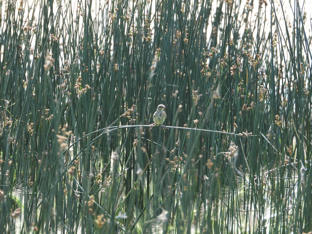 Savannah Sparrow - ML633308983