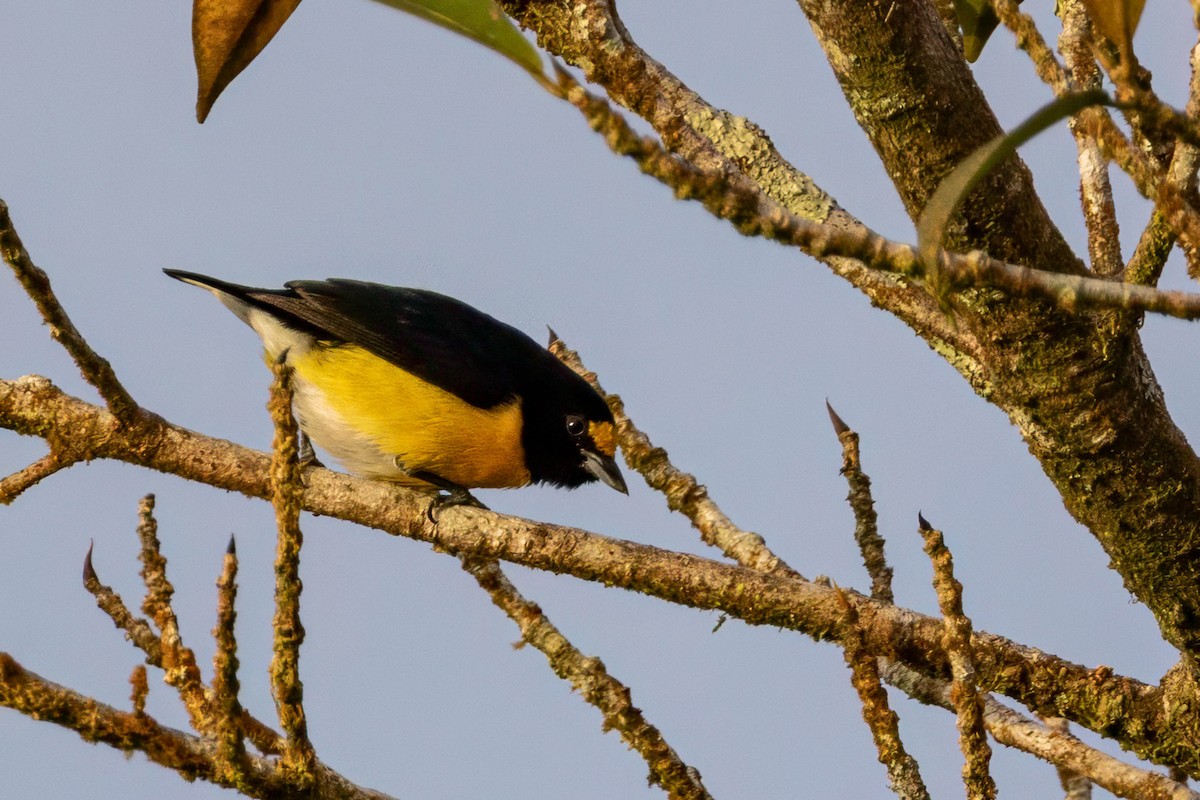 White-vented Euphonia - ML633309075