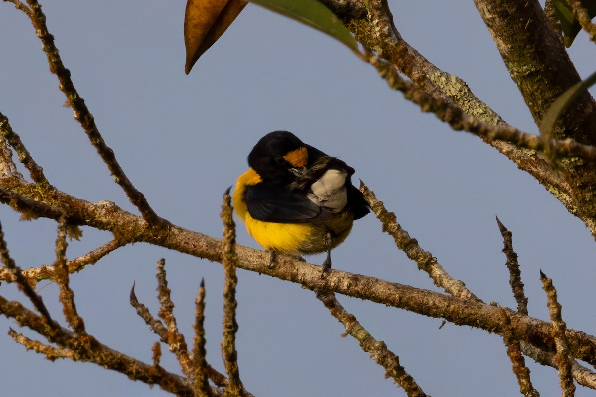 White-vented Euphonia - ML633309077