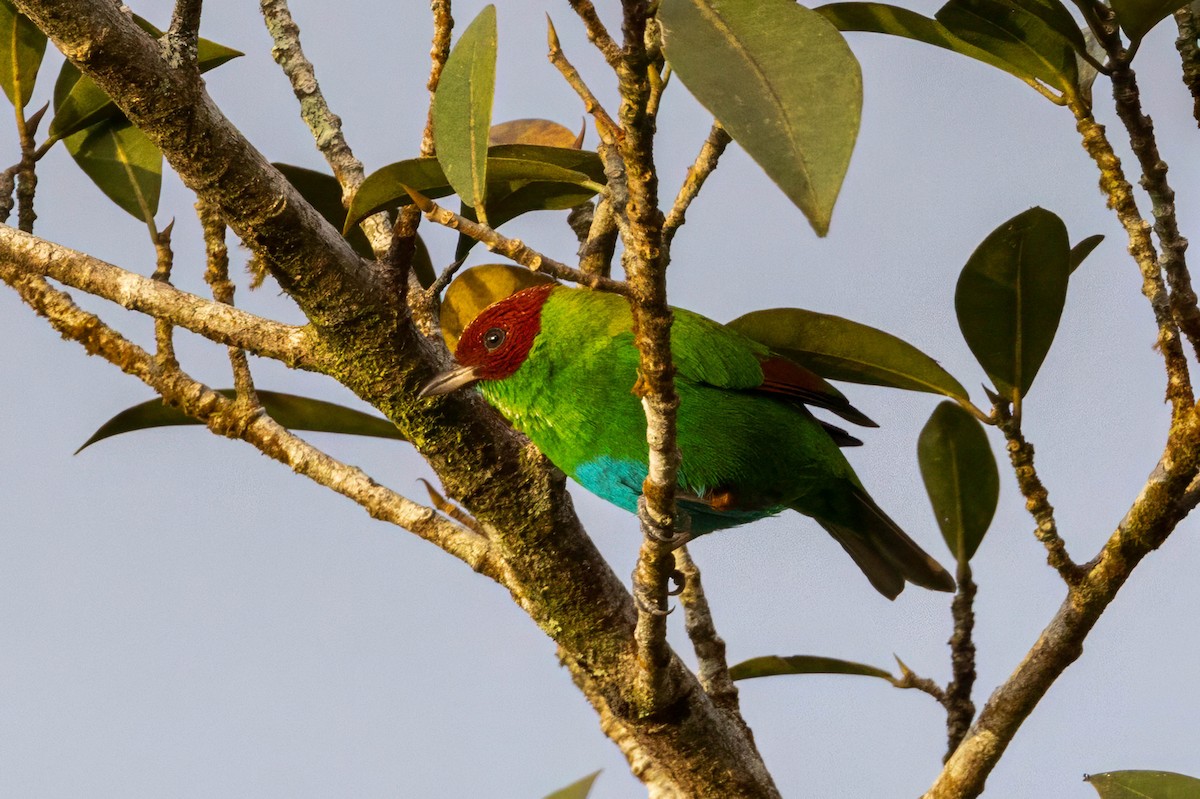 Rufous-winged Tanager - ML633309086