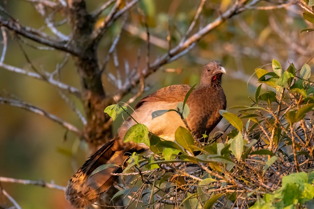 Gray-headed Chachalaca - ML633309111