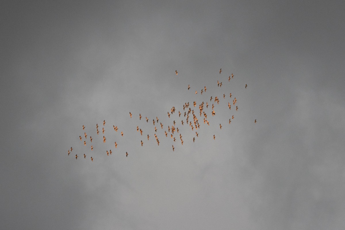 Western Cattle-Egret - ML633309116