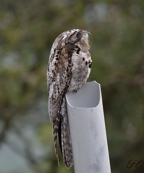 Common Potoo - ML633309141
