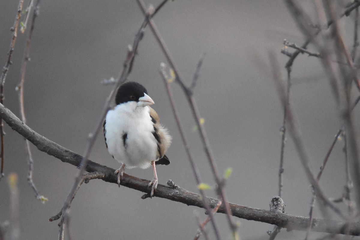 Black-capped Social-Weaver - ML633309172