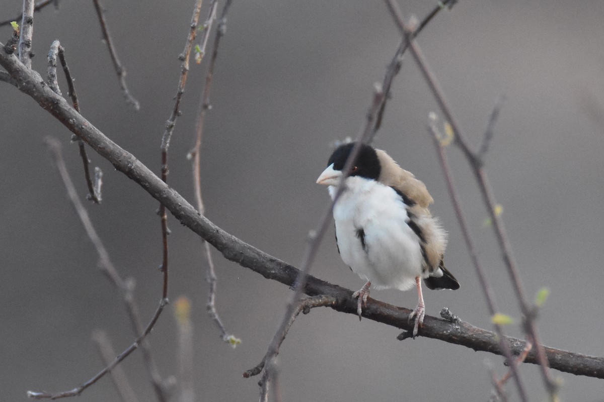 Black-capped Social-Weaver - ML633309173
