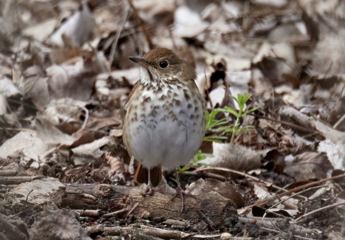 Hermit Thrush - ML633309234
