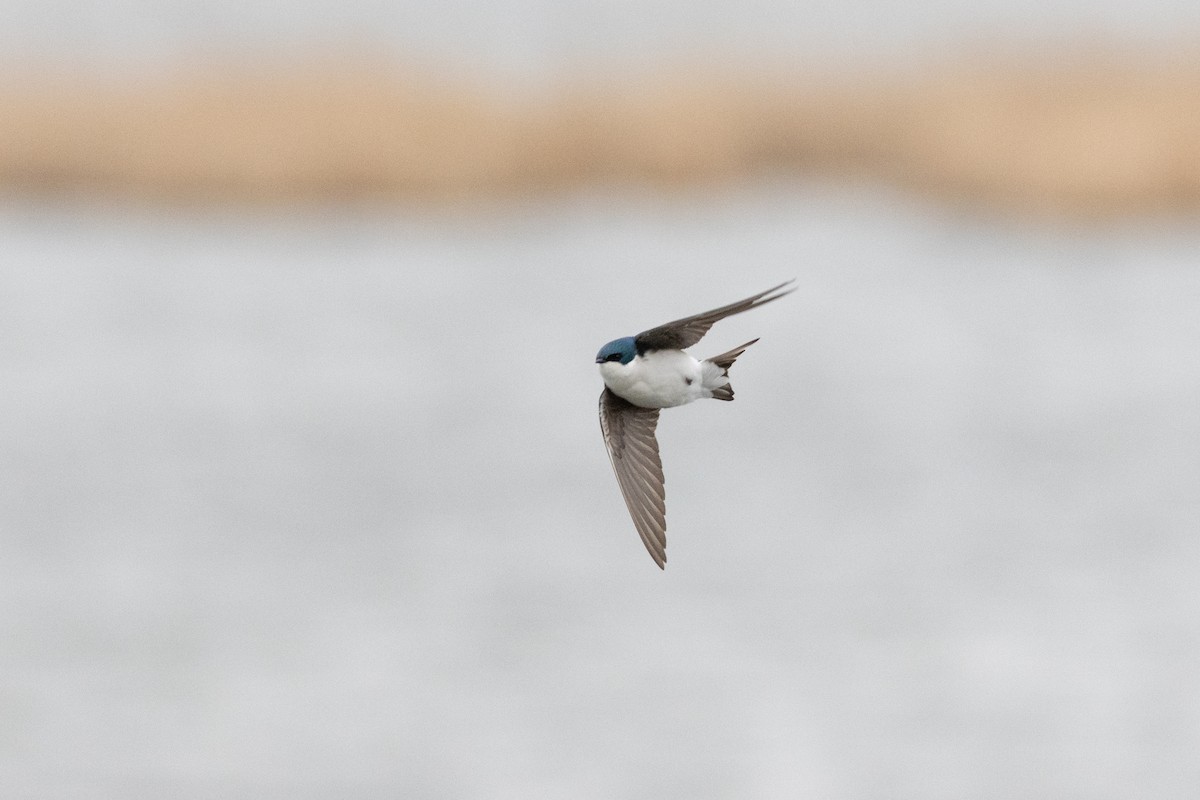 Tree Swallow - ML633309351