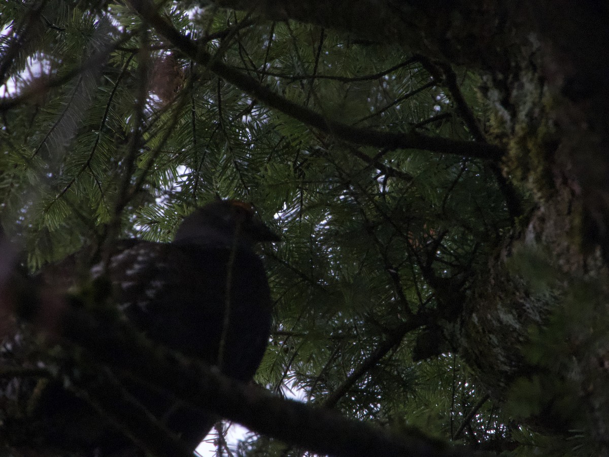 Sooty Grouse - ML633309489