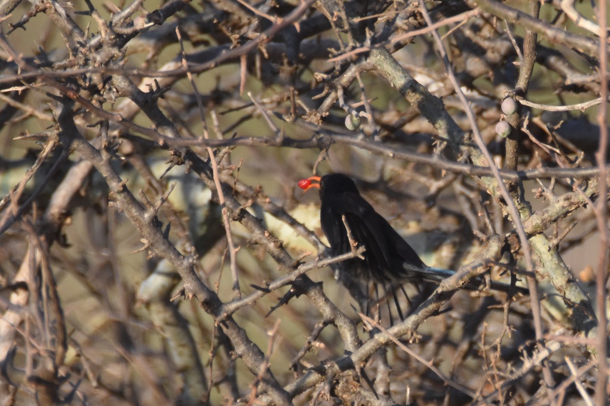 Abyssinian Scimitarbill - ML633309531