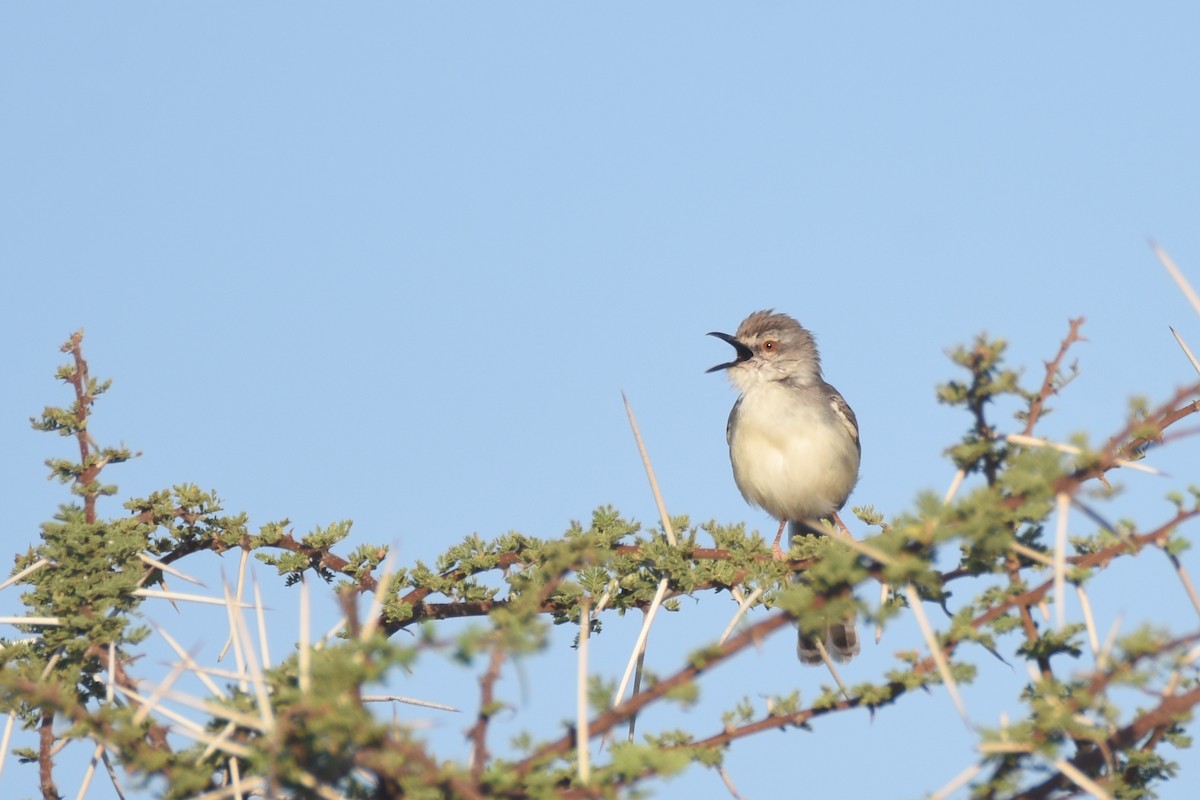 Pale Prinia - ML633309611