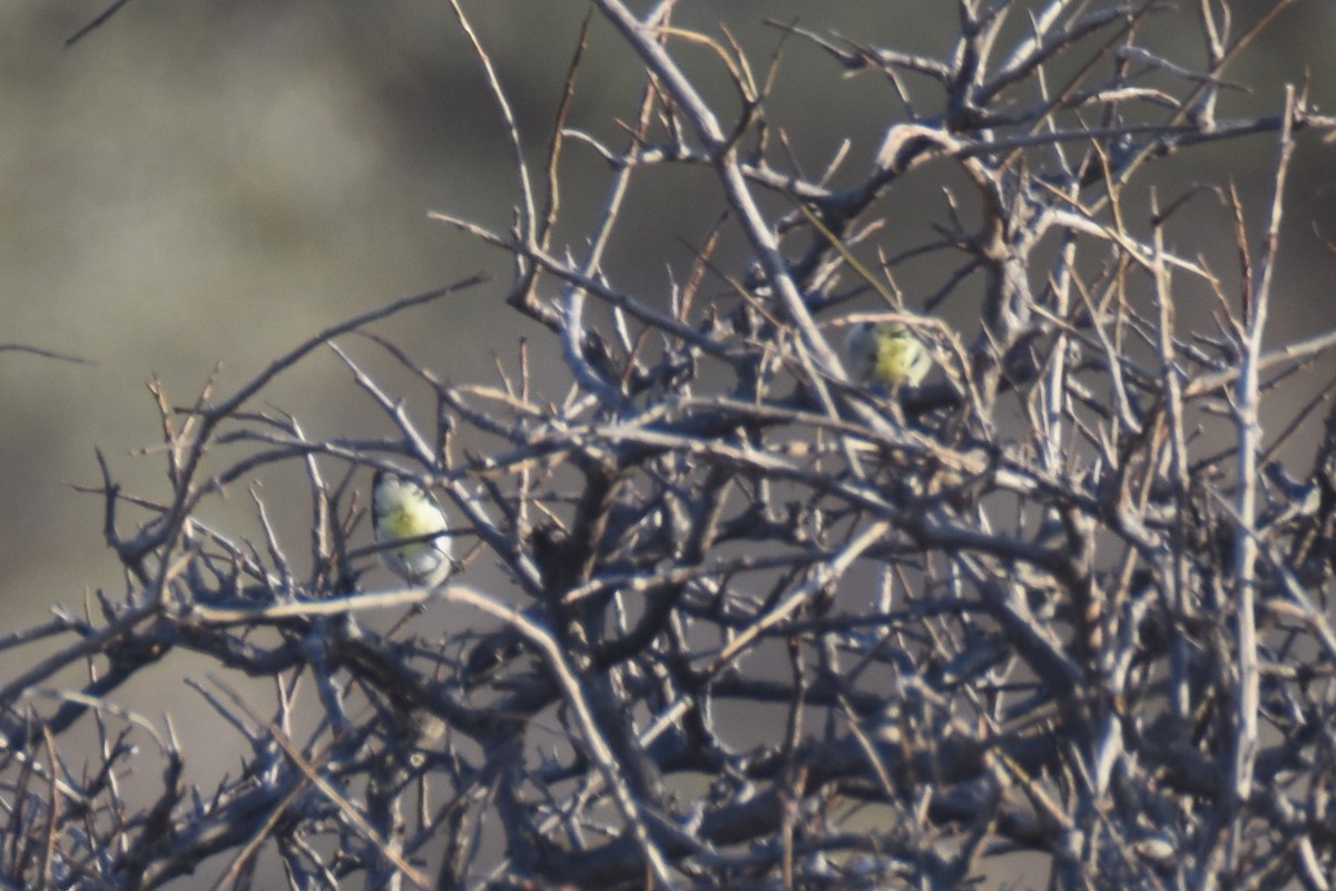 Yellow-vented Eremomela - ML633309653