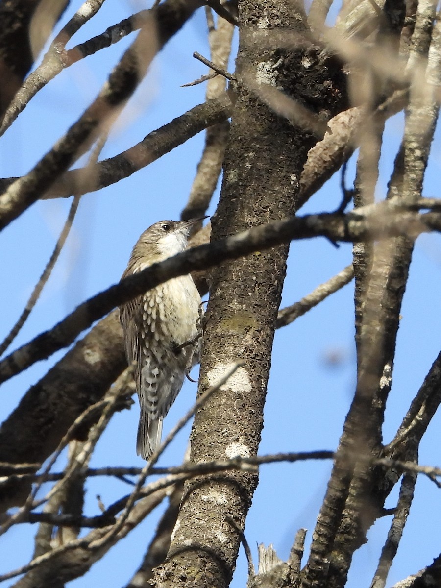 White-throated Treecreeper - ML633309702