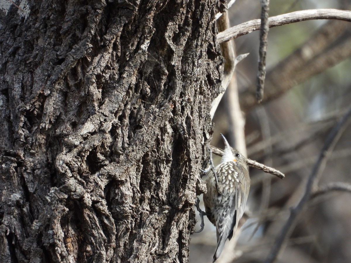 White-throated Treecreeper - ML633309706