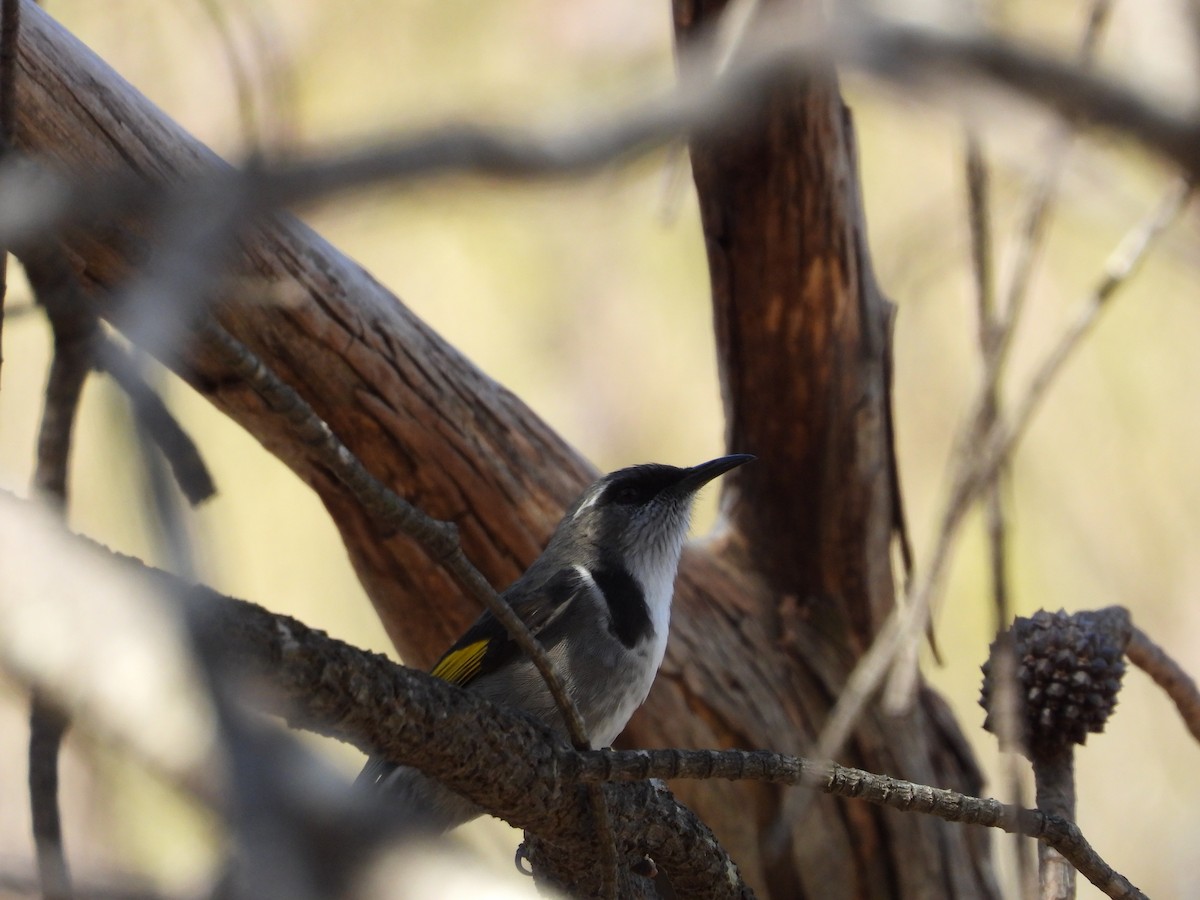 Crescent Honeyeater - ML633309750