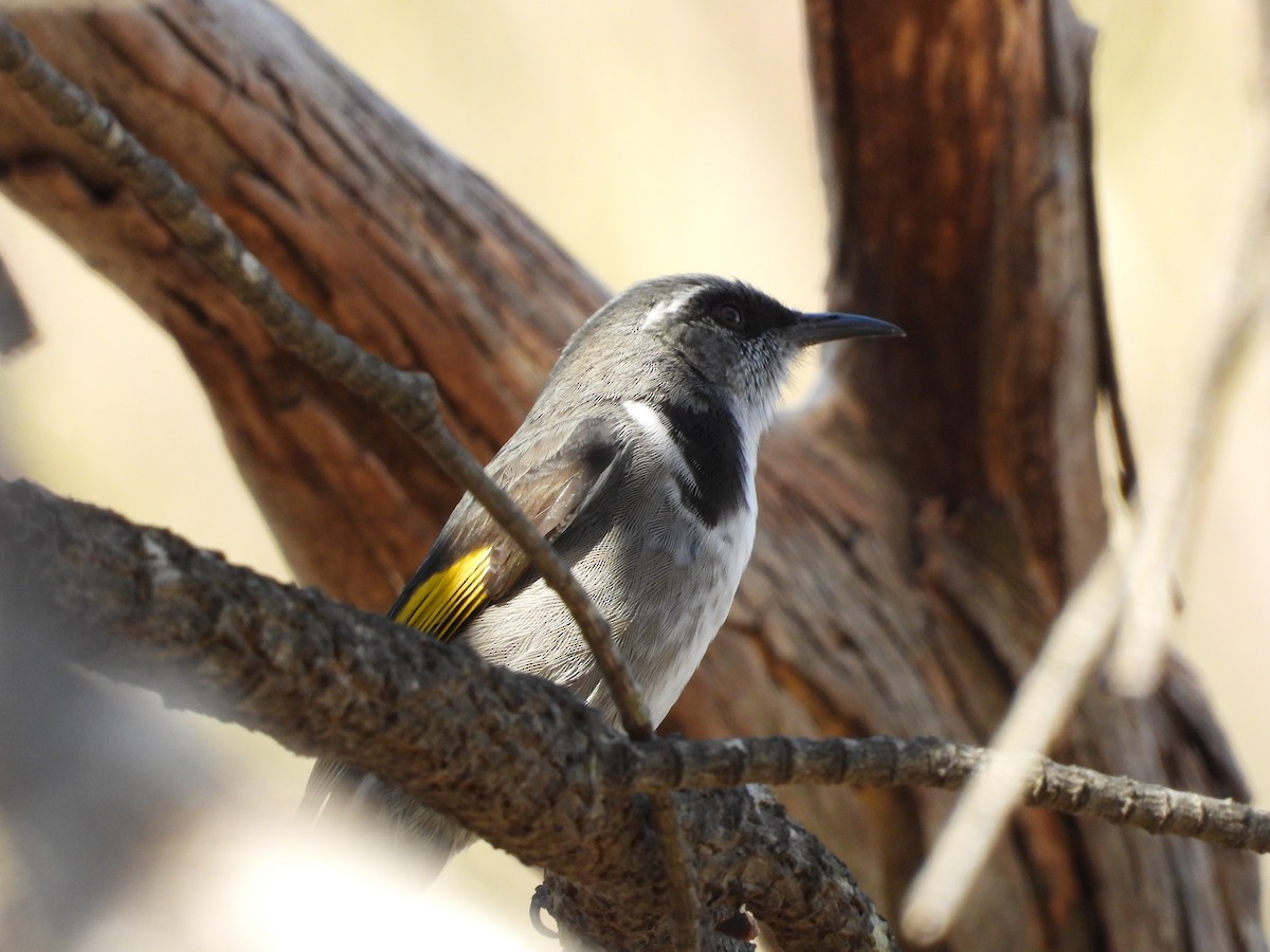 Crescent Honeyeater - ML633309753
