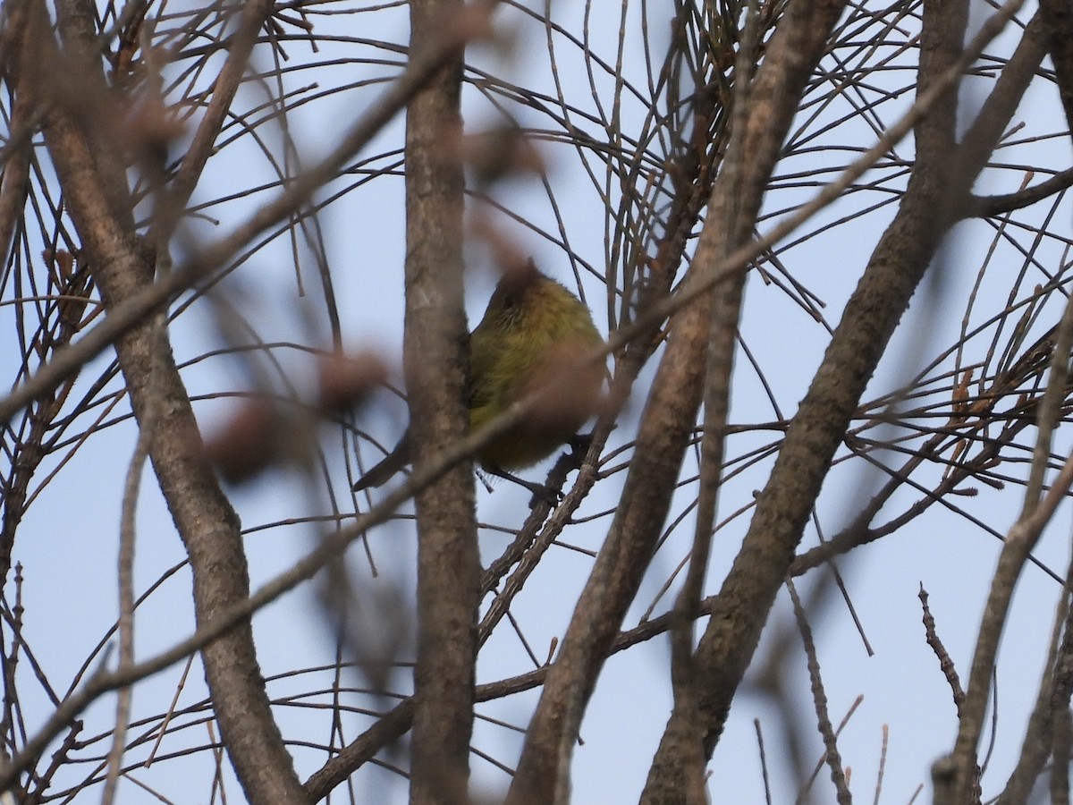 Yellow Thornbill - ML633309782