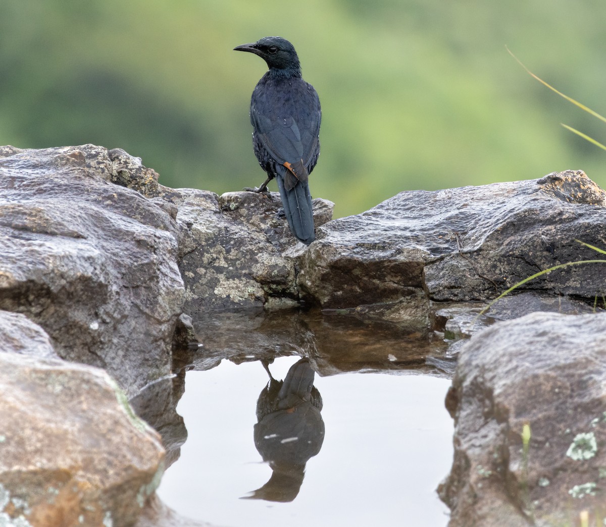 Red-winged Starling - ML633309838