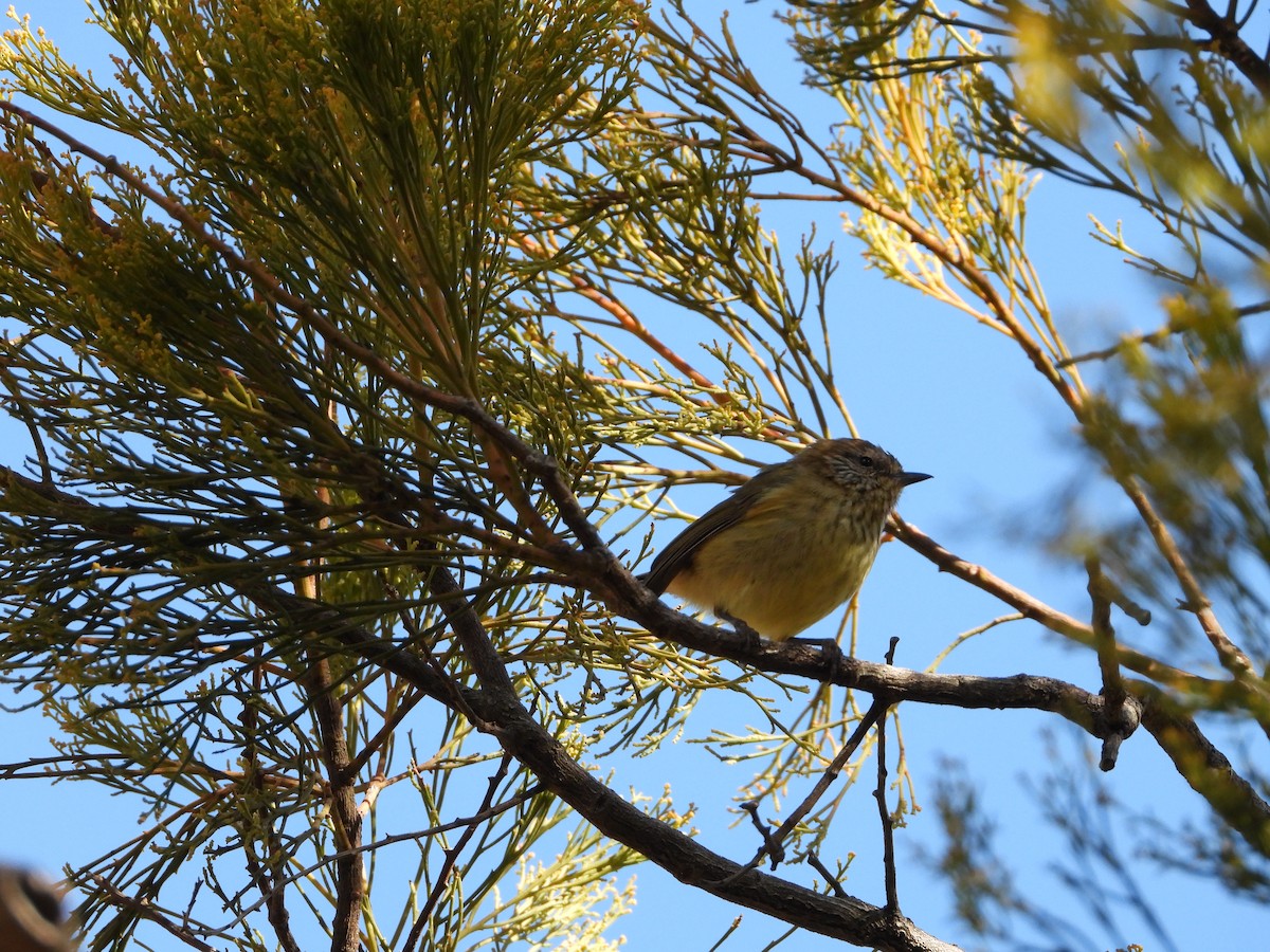 Striated Thornbill - ML633309864