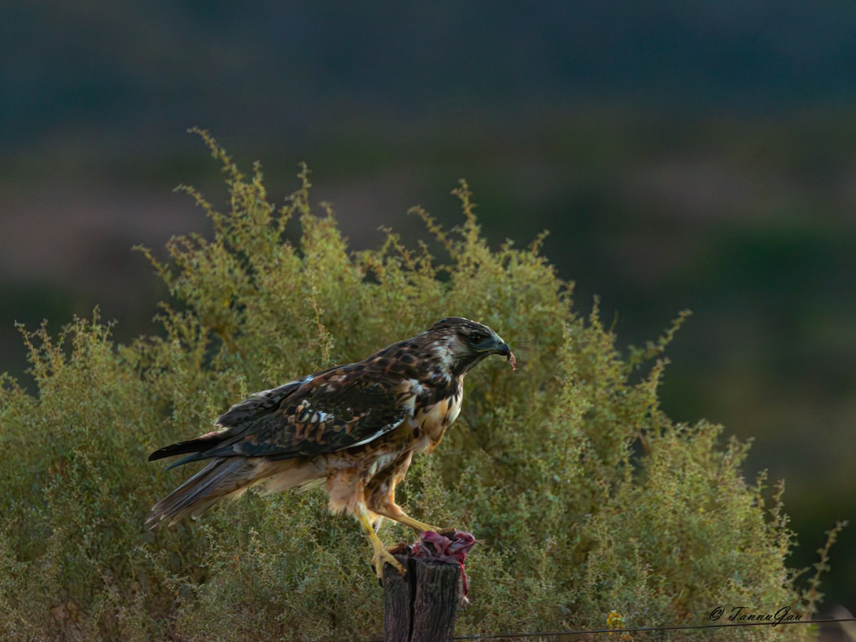 Buse tricolore - ML633309925