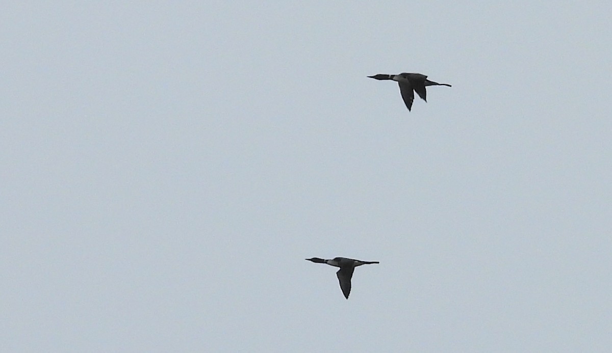 Common Loon - ML633310096