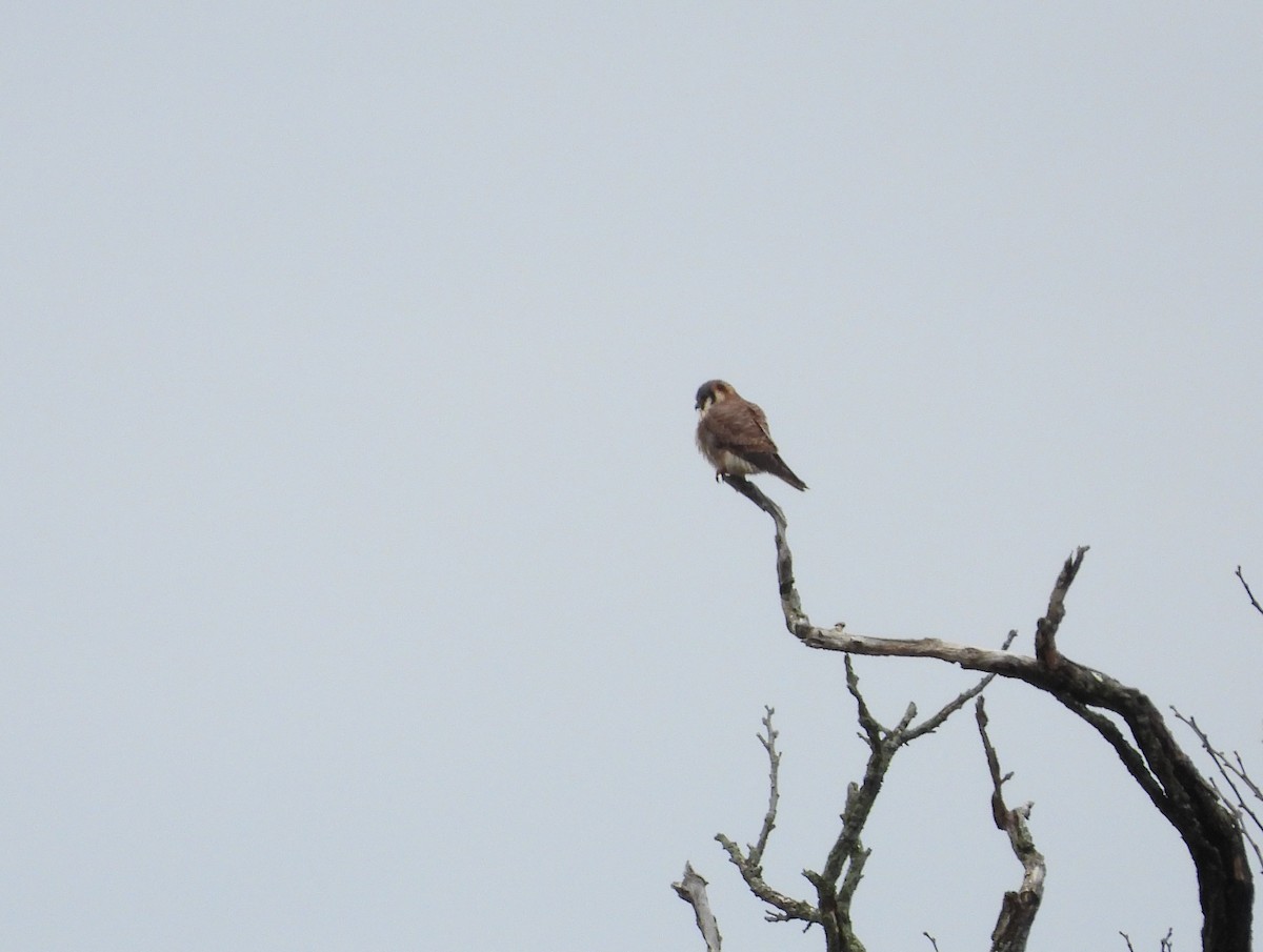 American Kestrel - ML633310105