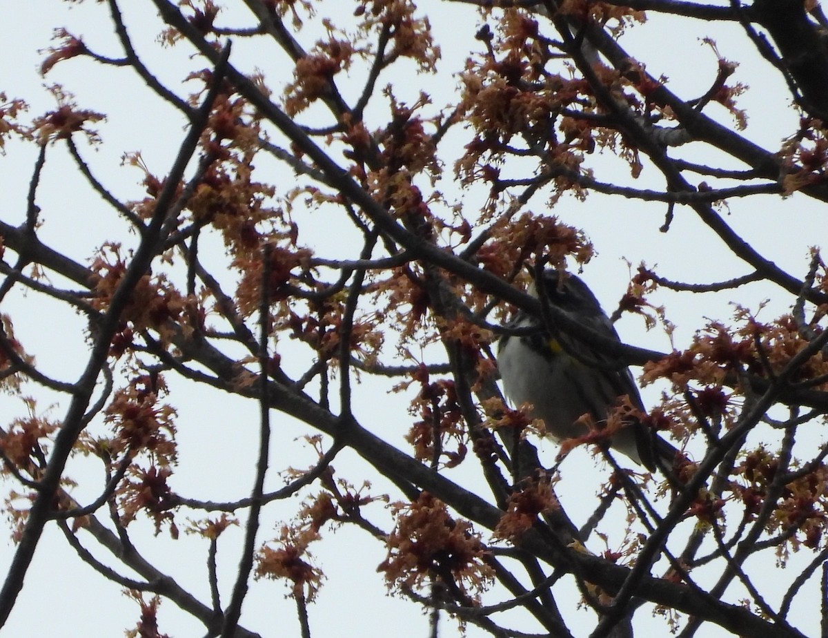 Yellow-rumped Warbler - ML633310118