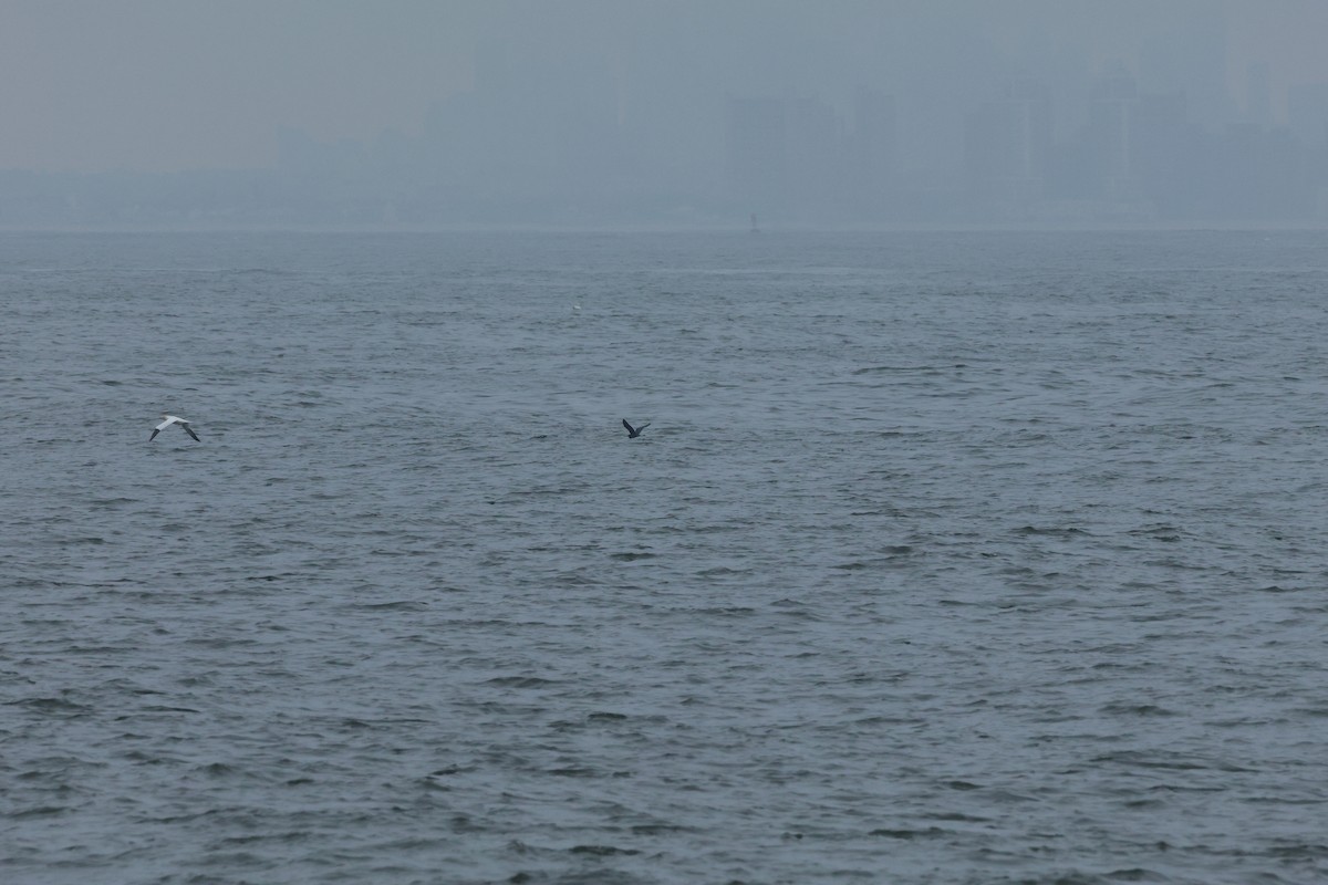 Little Blue Heron - ML633310172