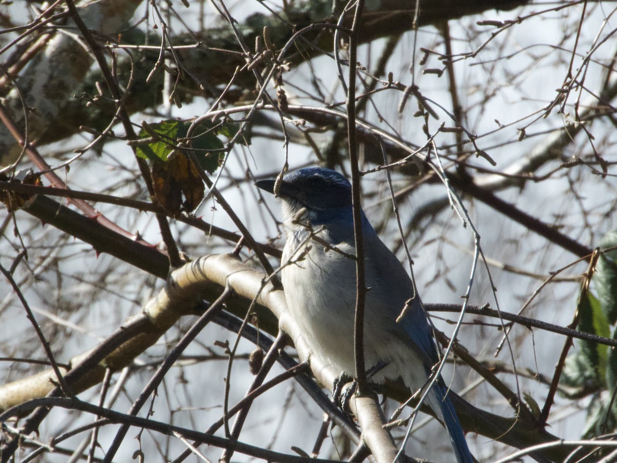 California Scrub-Jay - ML633310177