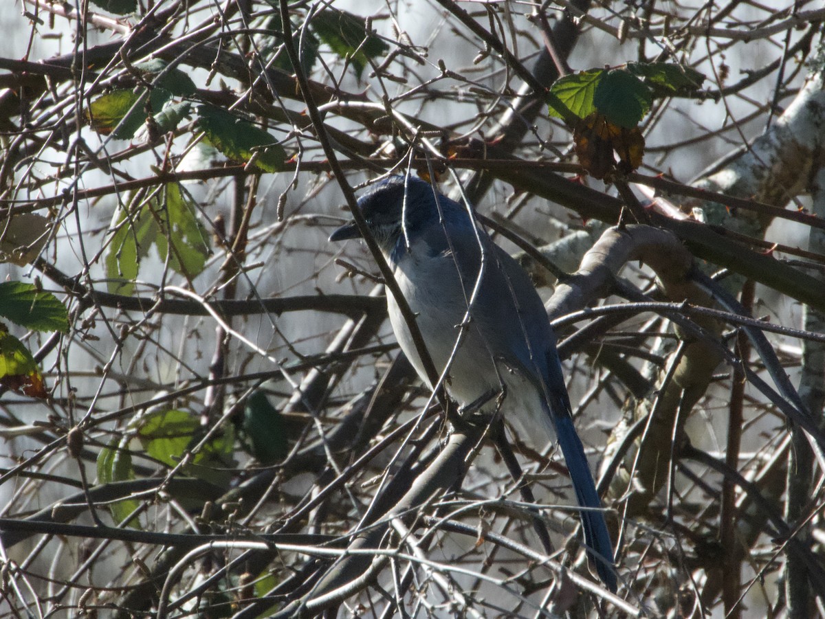 California Scrub-Jay - ML633310178