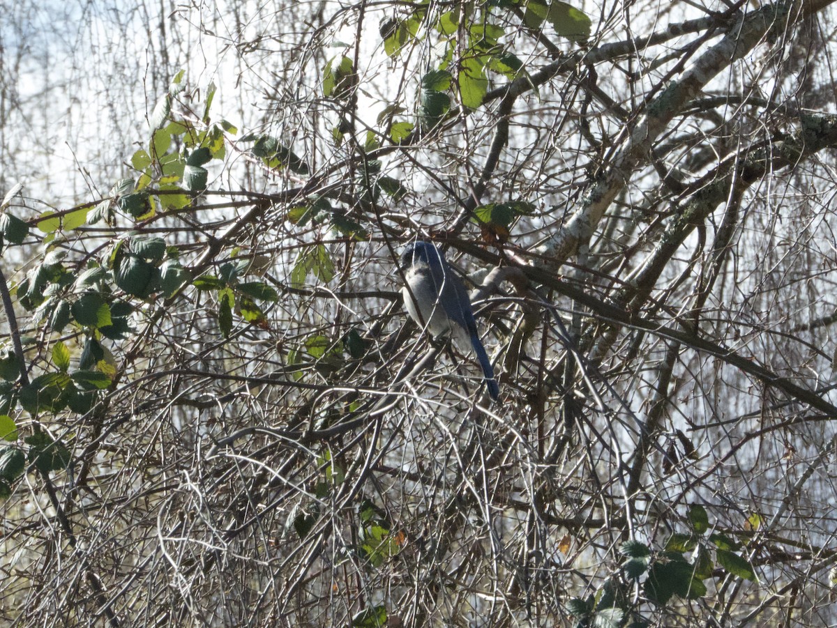 California Scrub-Jay - ML633310179