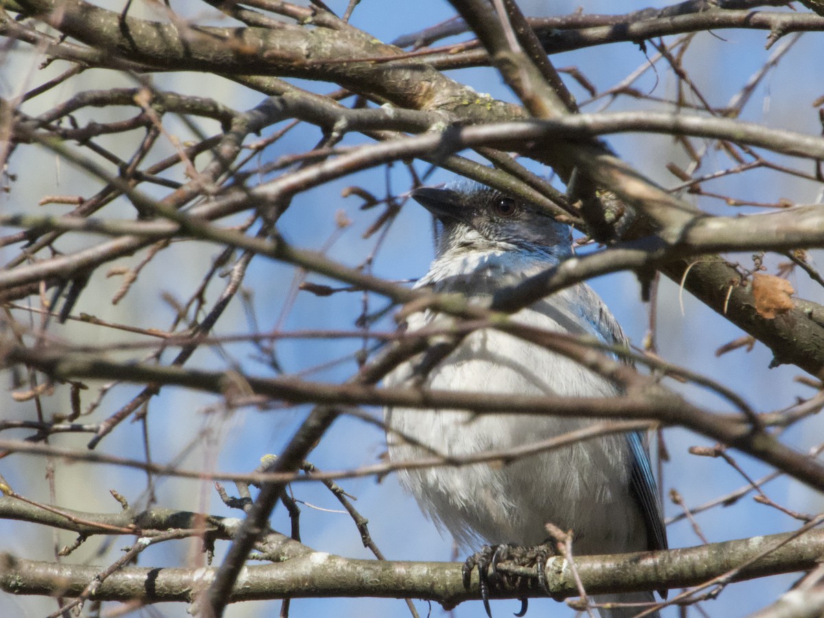 California Scrub-Jay - ML633310180