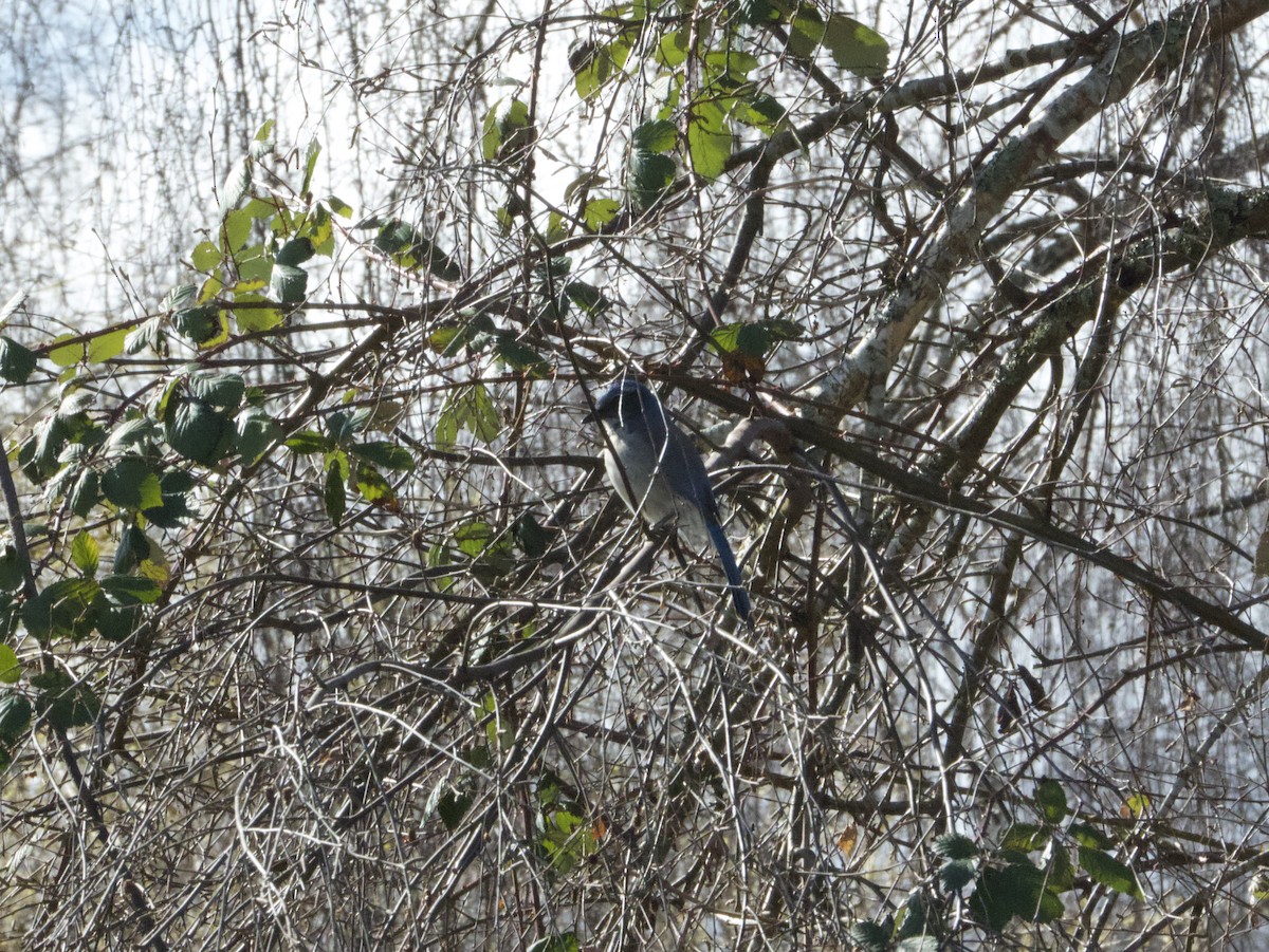 California Scrub-Jay - ML633310181