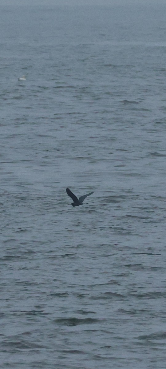 Little Blue Heron - ML633310216