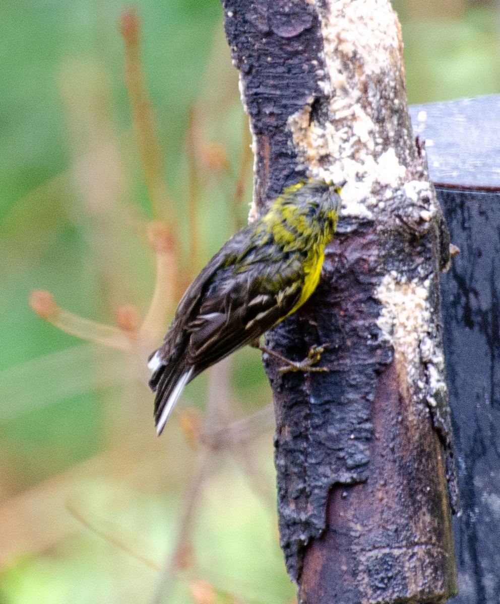 Prairie Warbler - ML633310246