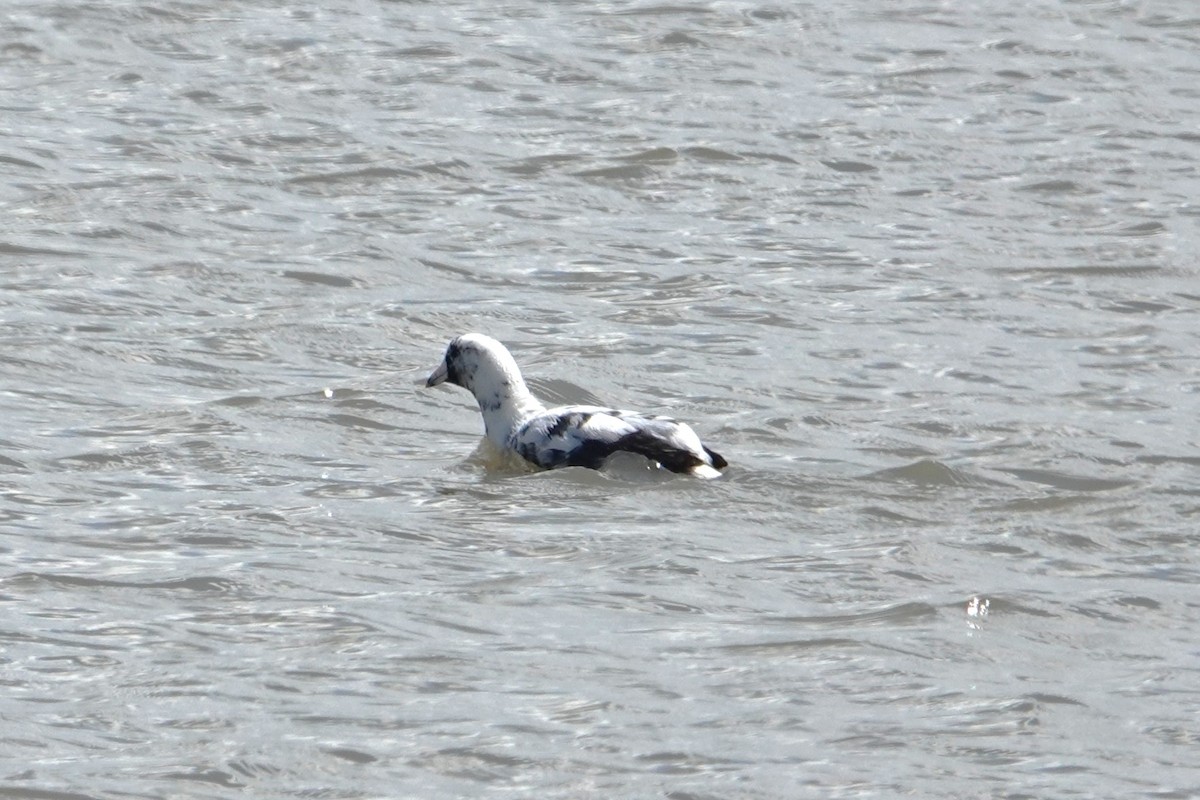 American Coot - ML633310249