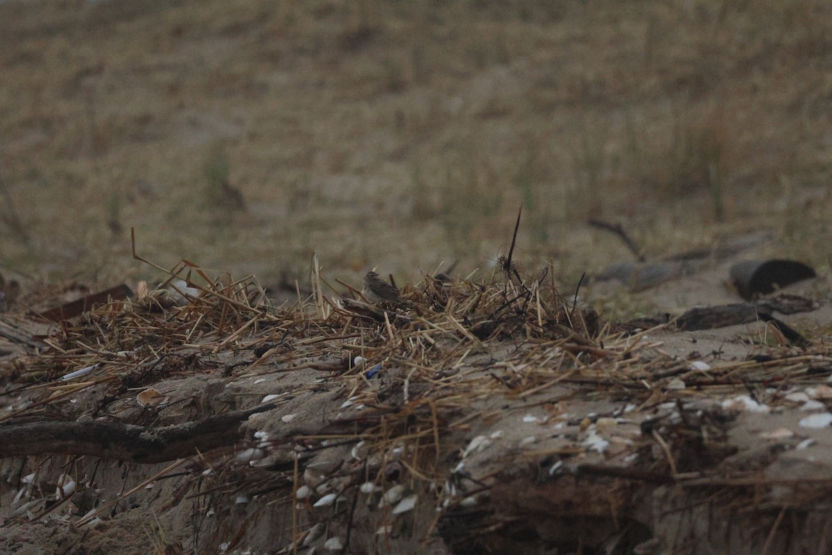 American Pipit - ML633310251