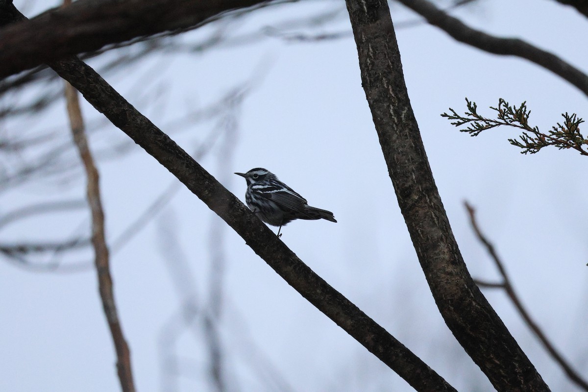 Black-and-white Warbler - ML633310266