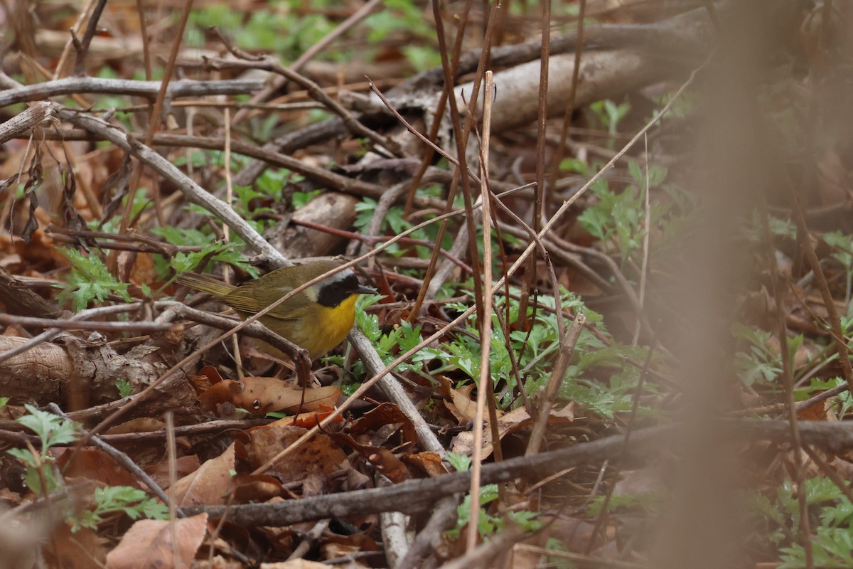 Common Yellowthroat - ML633310293