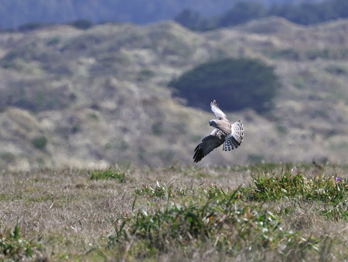 Northern Harrier - ML633310341
