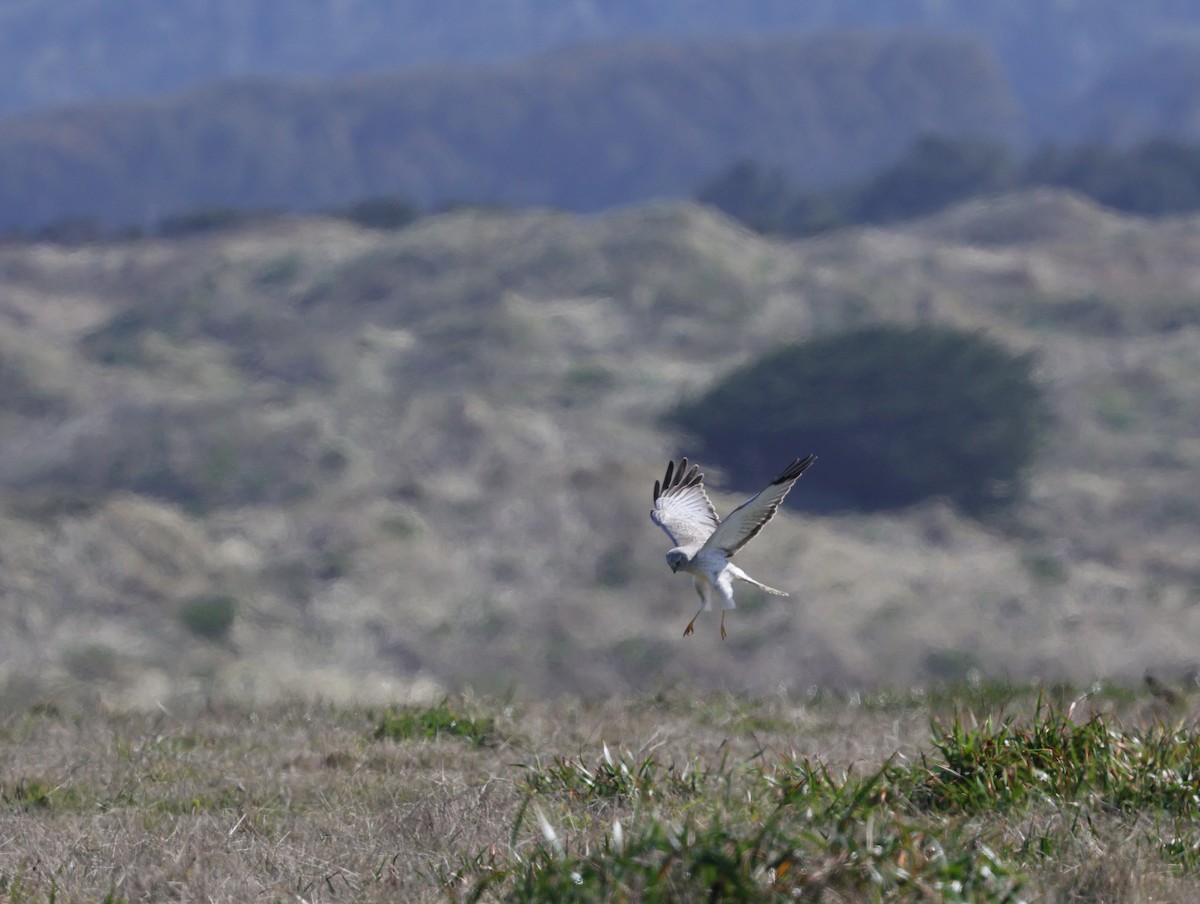 Northern Harrier - ML633310342