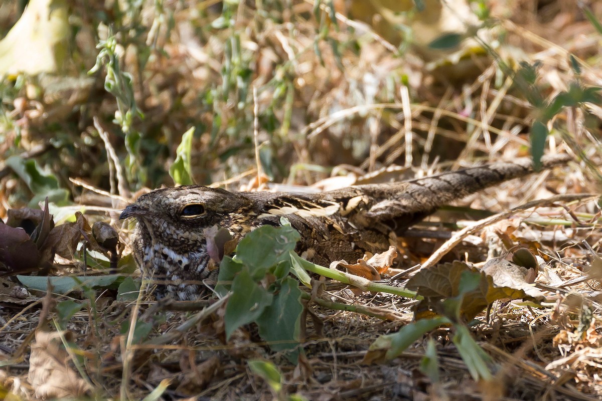 Slender-tailed Nightjar - ML633310477