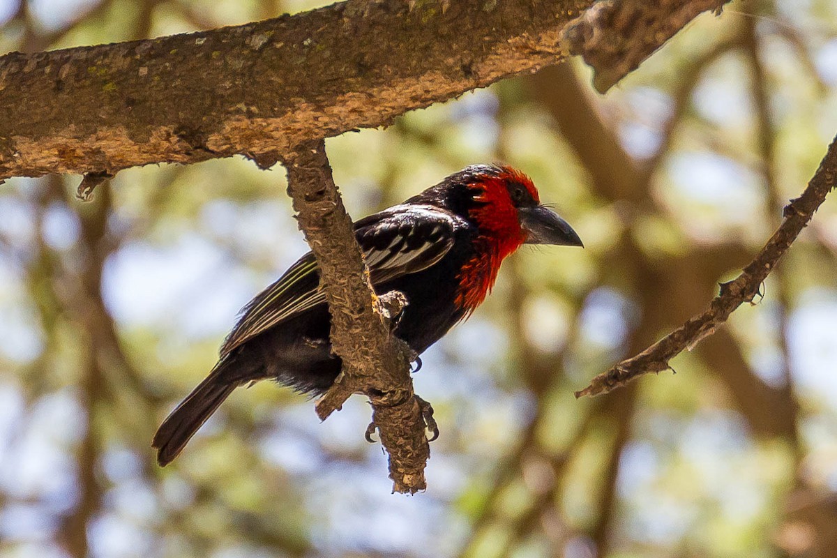 Black-billed Barbet - ML633310491