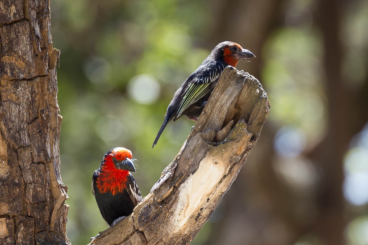 Black-billed Barbet - ML633310494