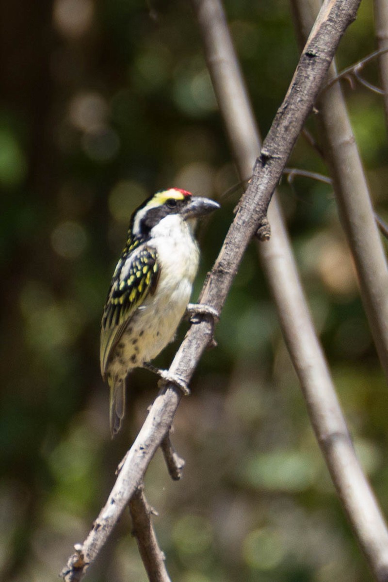 Red-fronted Barbet - ML633310519