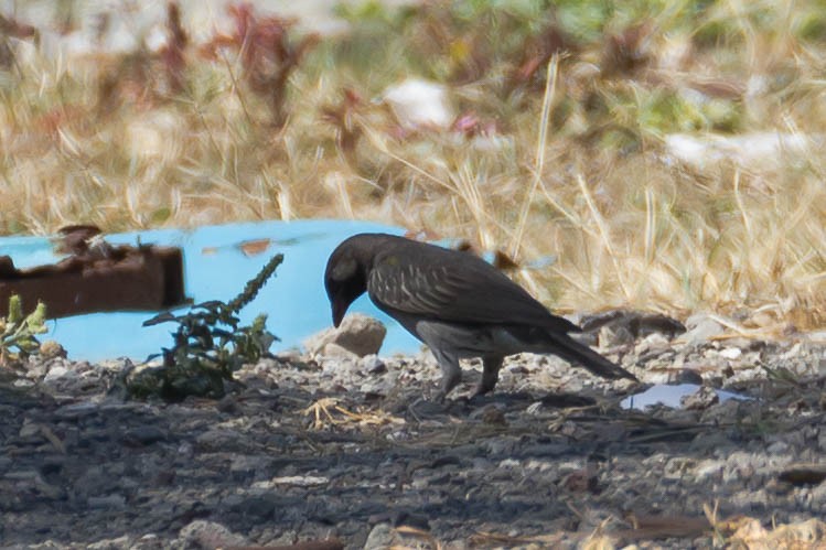 Greater Honeyguide - ML633310567