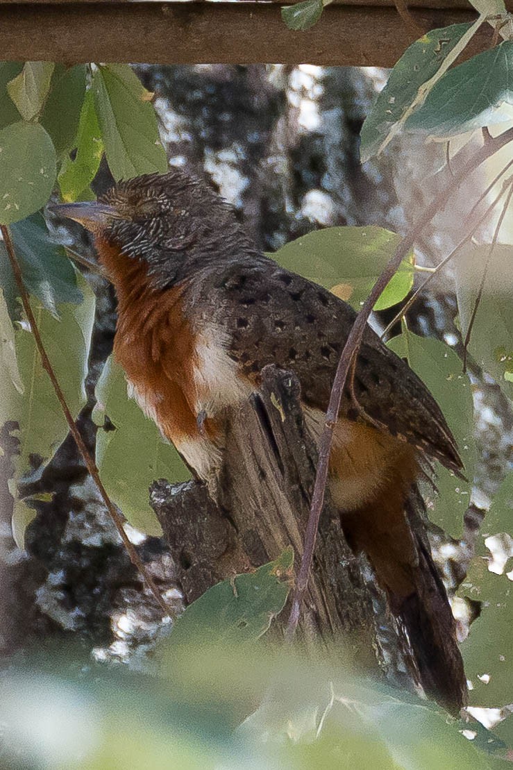 Red-throated Wryneck - ML633310570
