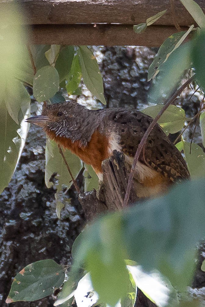 Red-throated Wryneck - ML633310577