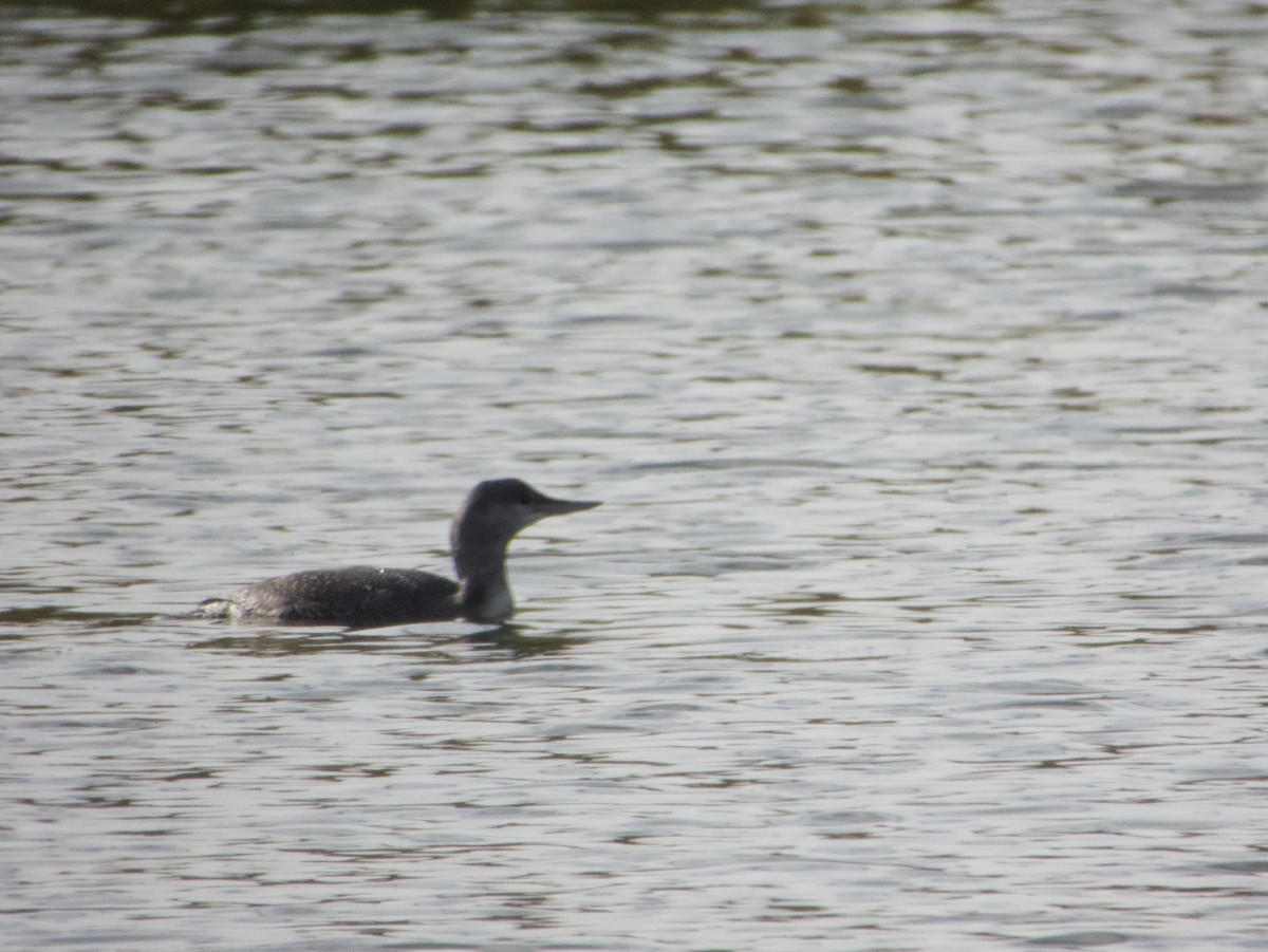 Red-throated Loon - ML633310579
