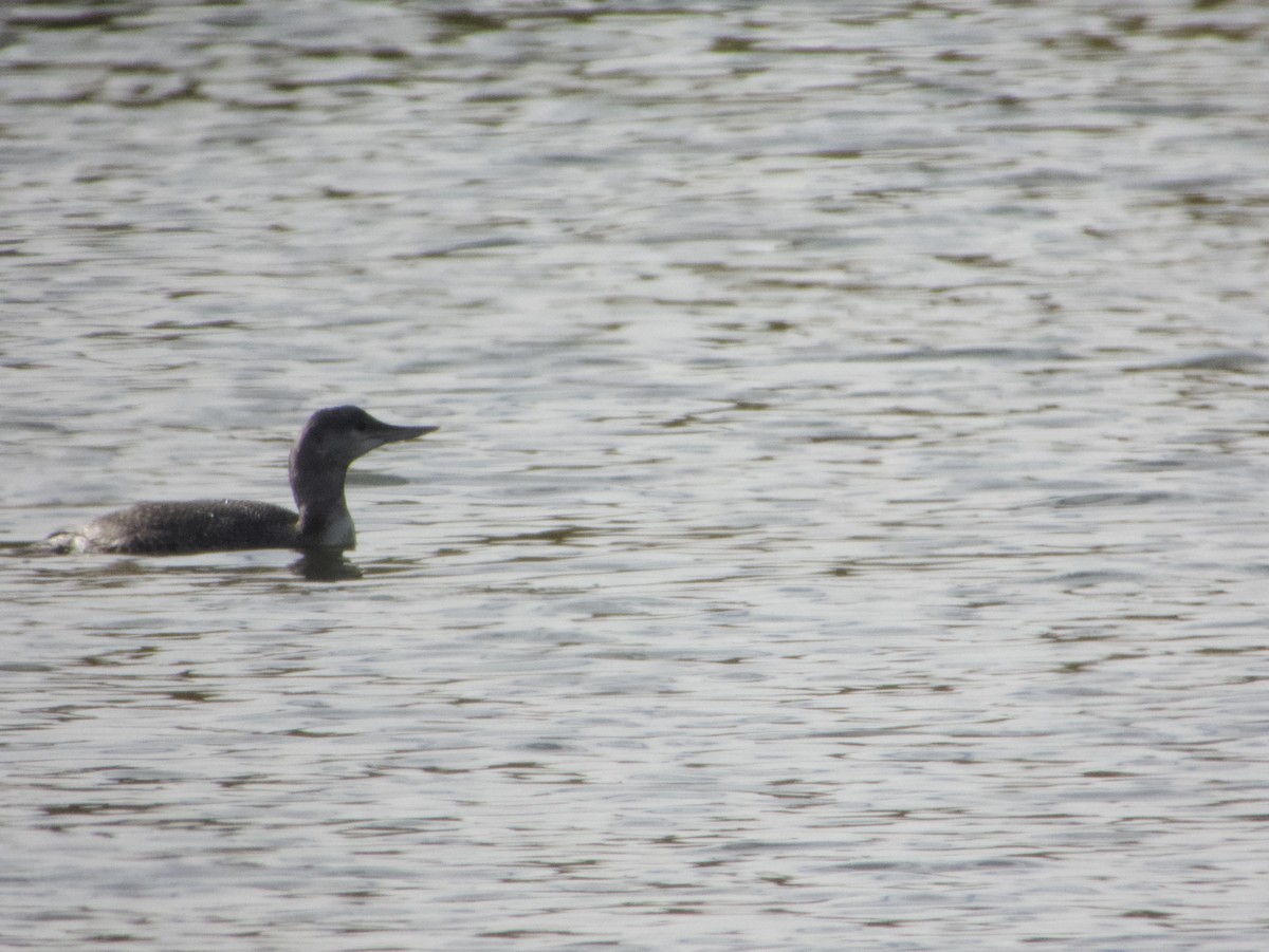 Red-throated Loon - ML633310580