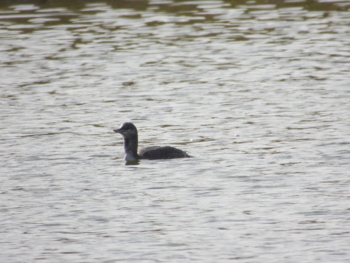 Red-throated Loon - ML633310582